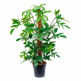 Опора кокос/пластик высота 80см