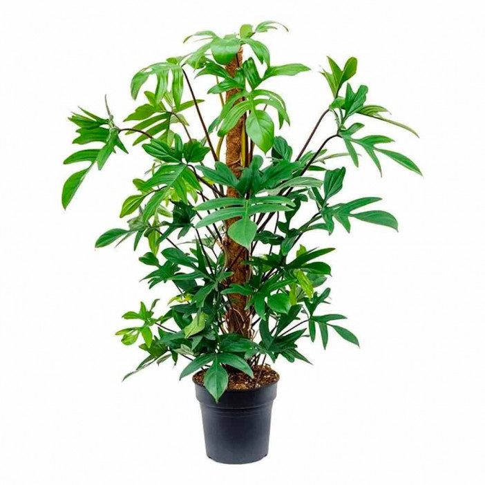 Опора кокос/пластик высота 100см