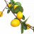 Ветка с лимонами Н-83см