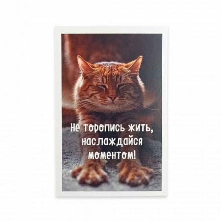 Мини-открытка Котики Не торопись жить 5,5*8см