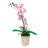 Цветок в кашпо Орхидея розовая Н-51см