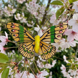 Бабочка на прищепке оранжевая размер 8см