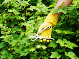 Перчатки латексные АДМ размер S, L