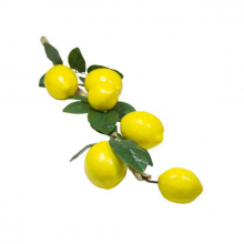 Муляжи фруктов